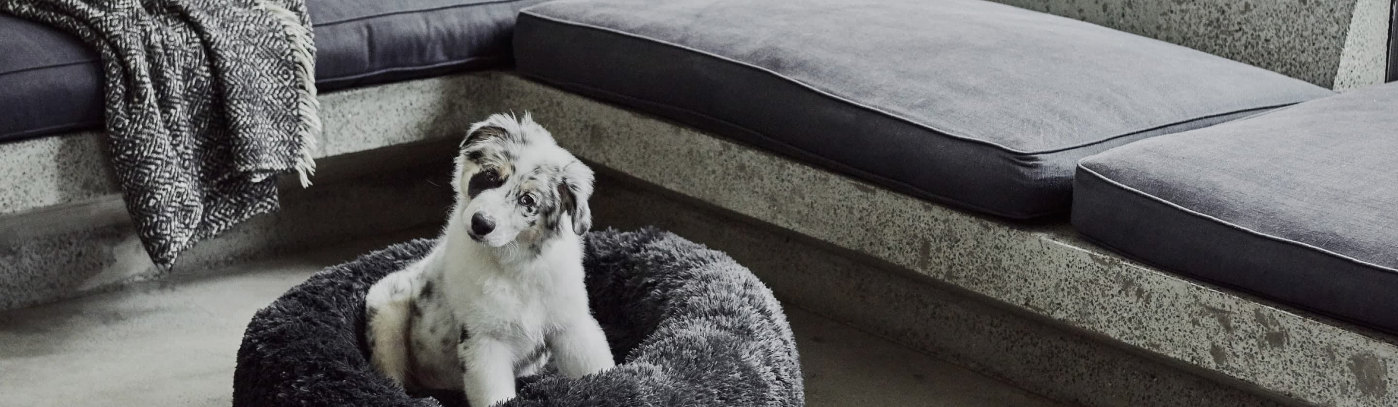 Small grey and white dog in a Snooza bed